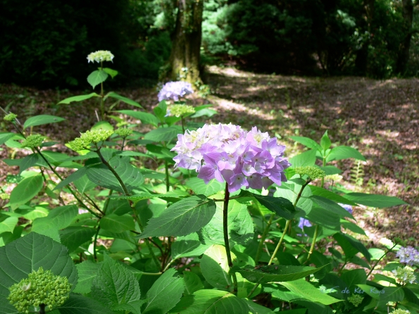 Bois des Moutiers (113) Juin 2012